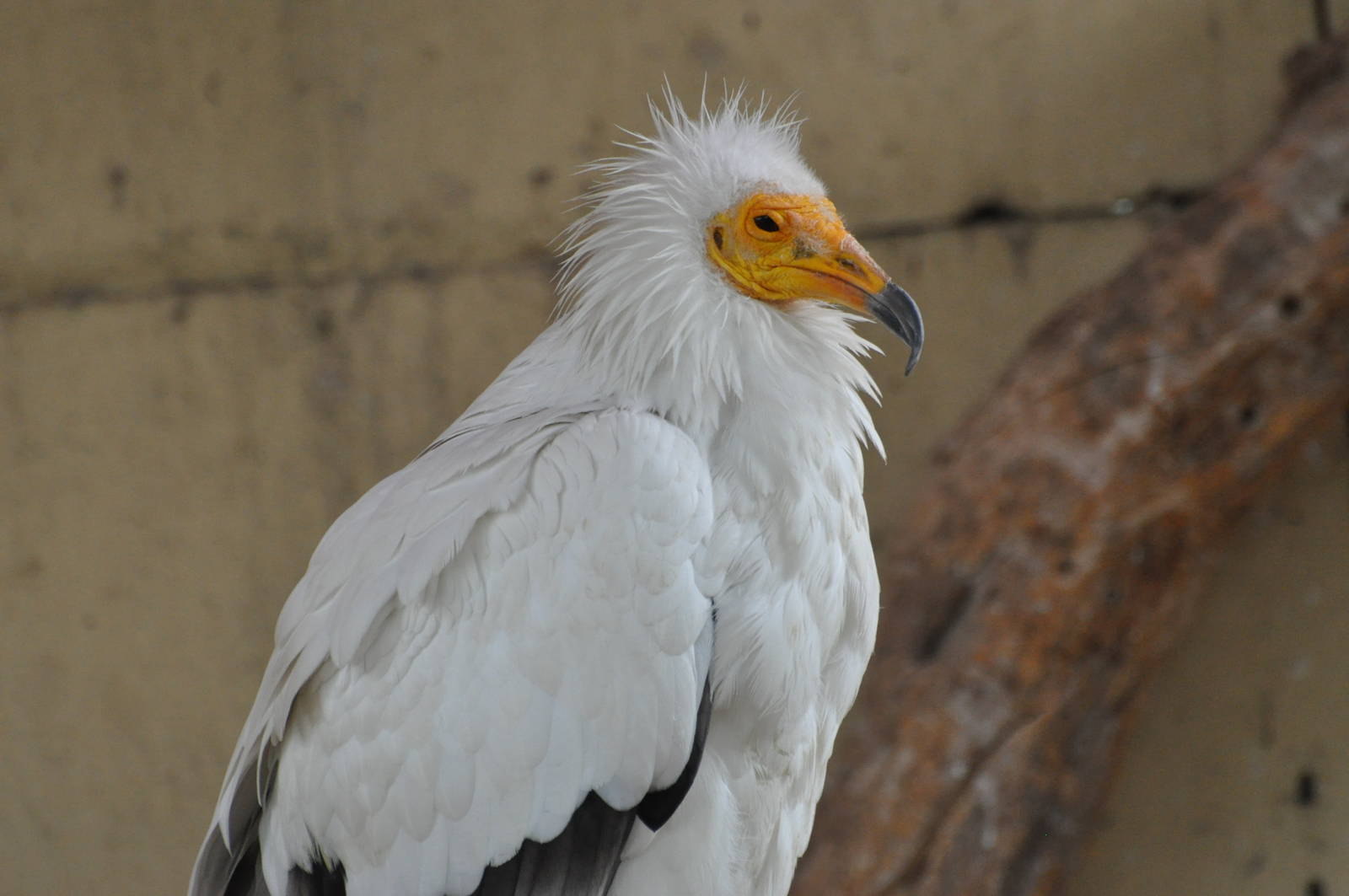 Eastern Egyptian vulture/ Neophron percnopterus percnopterus