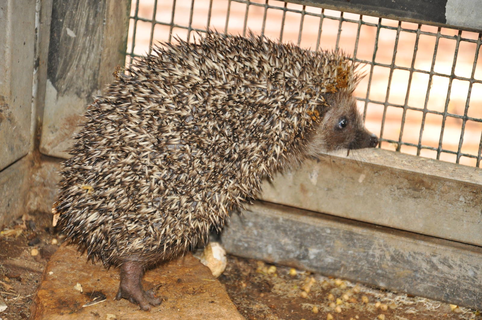 Eastern European hedgehog/ Erinaceus concolor