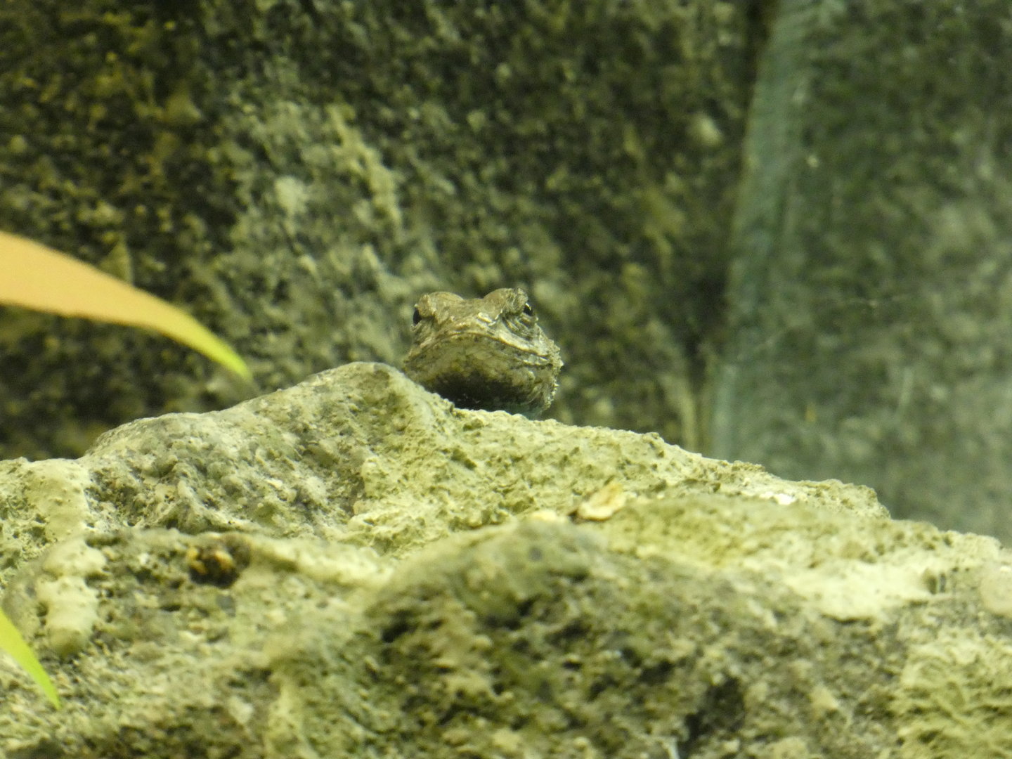 Eastern Fence Lizard at the North Carolina Zoo