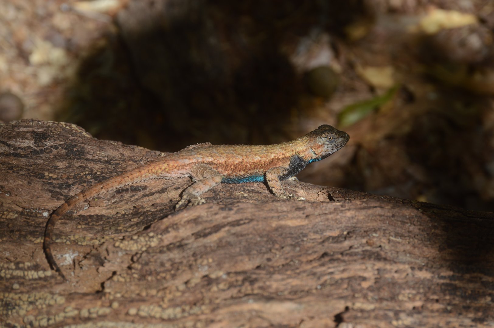 Eastern Fence Lizard (Sceloporus undulatus)