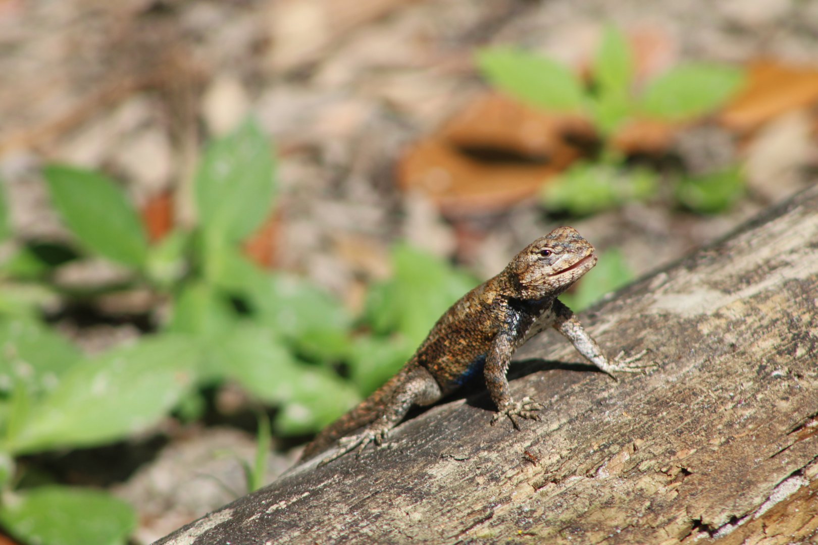 Eastern Fence Lizard (Sceloporus undulatus)