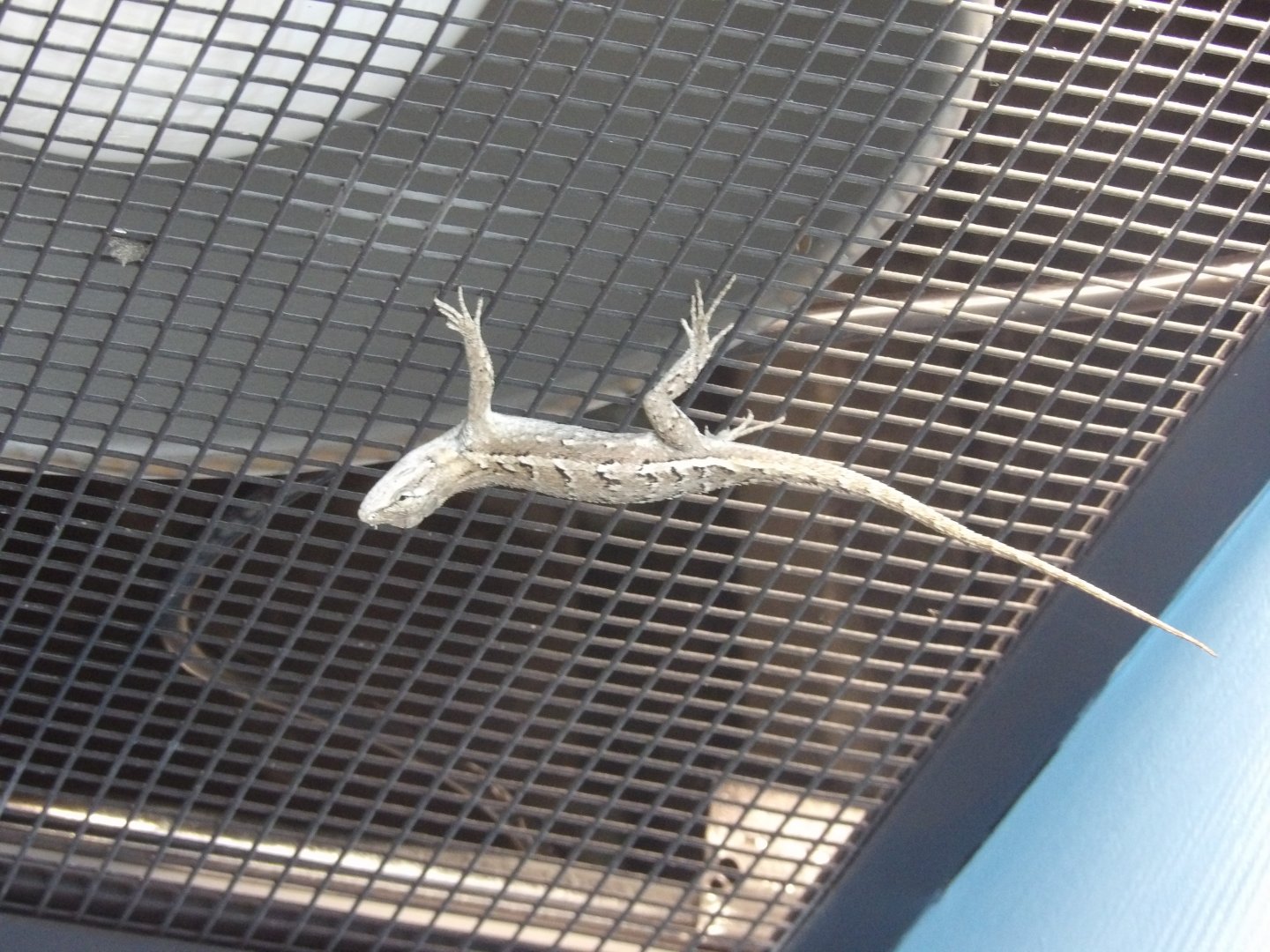Eastern Fence Lizard(Sceloporus undulatus)