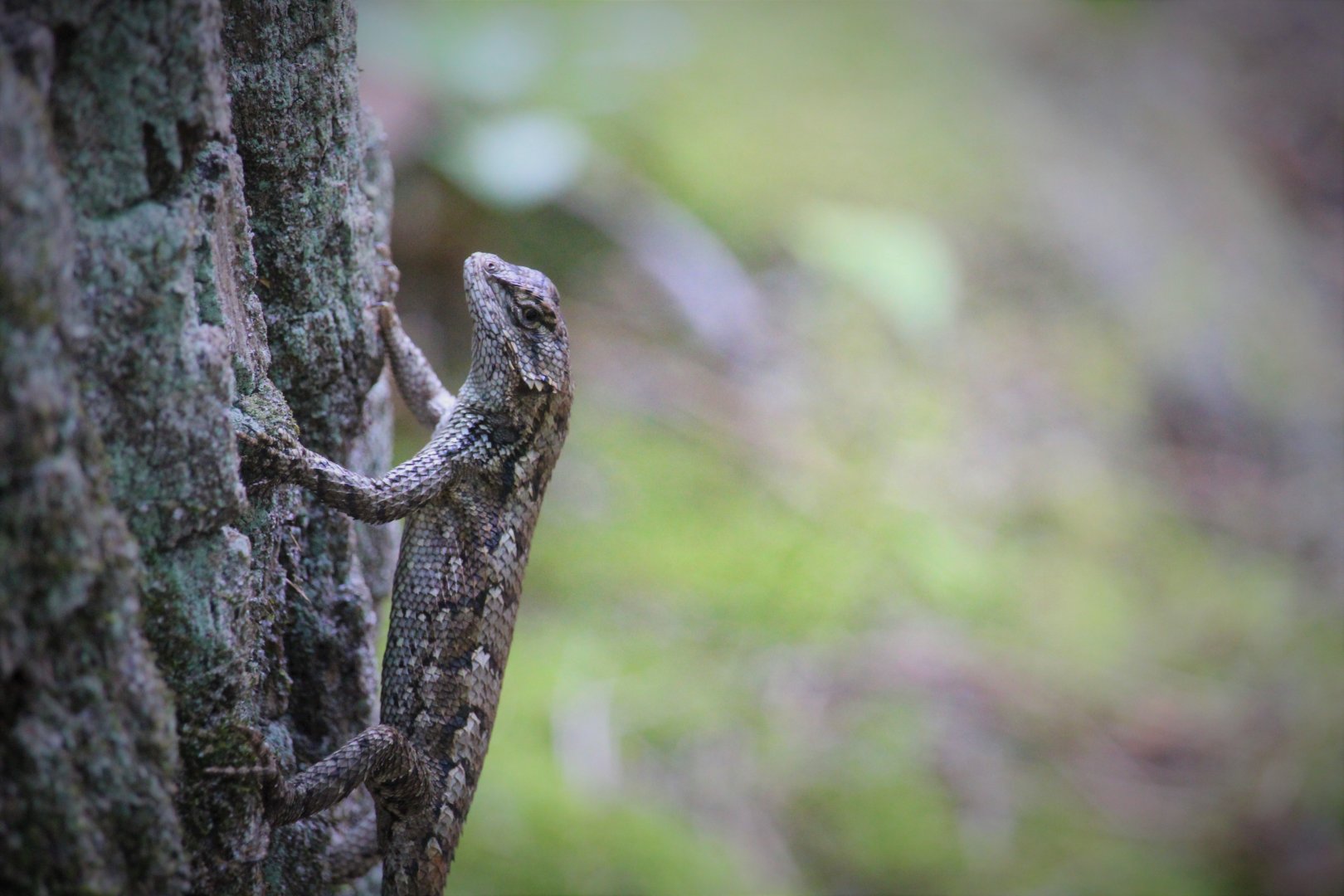 Eastern Fence Lizard