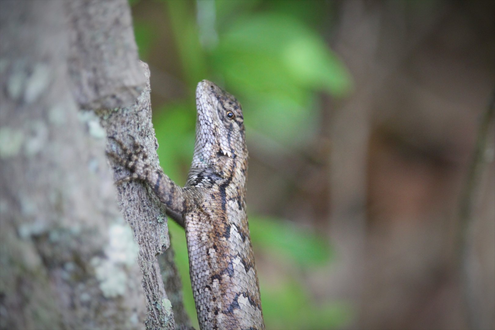 Eastern Fence Lizard