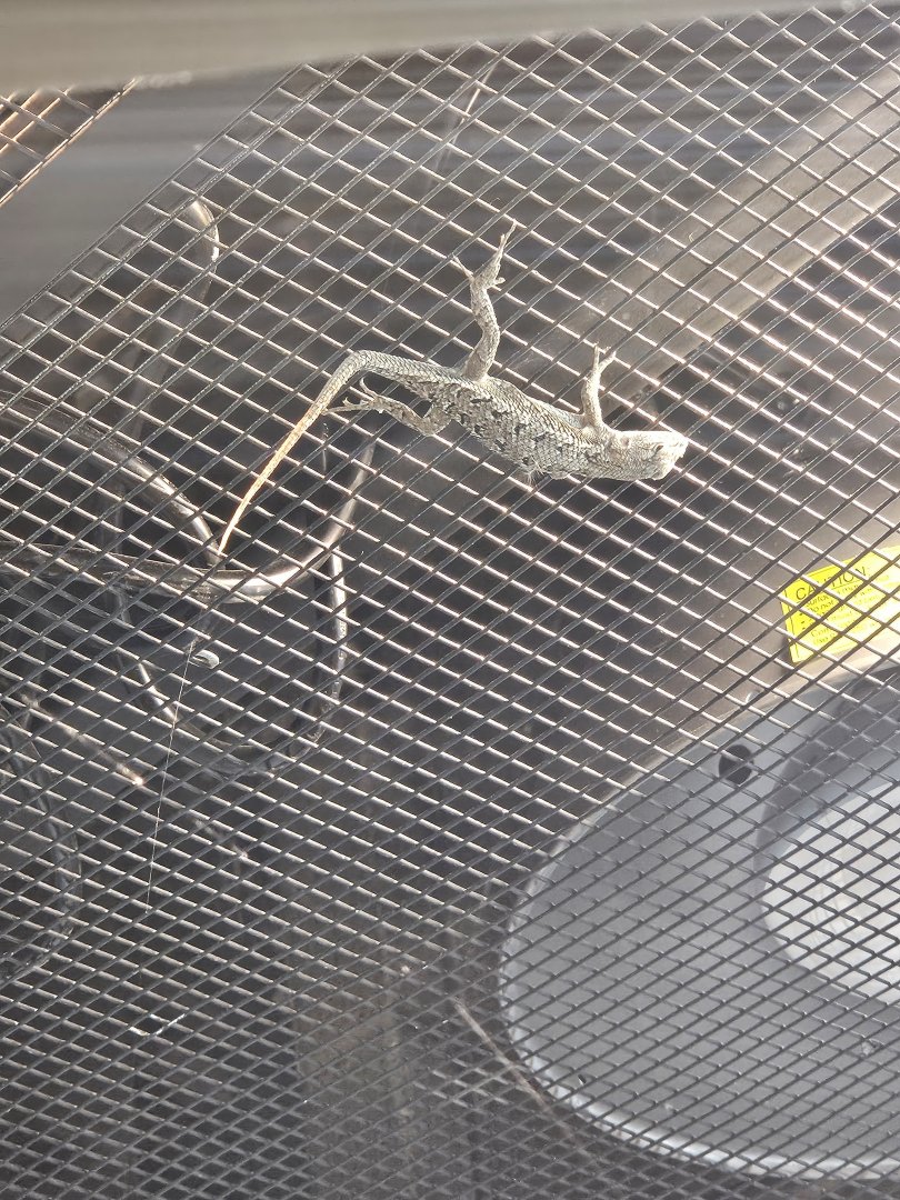 Eastern fence lizard