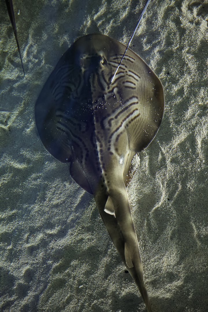 Eastern Fidder Ray/ Trygonorrhina fasciata