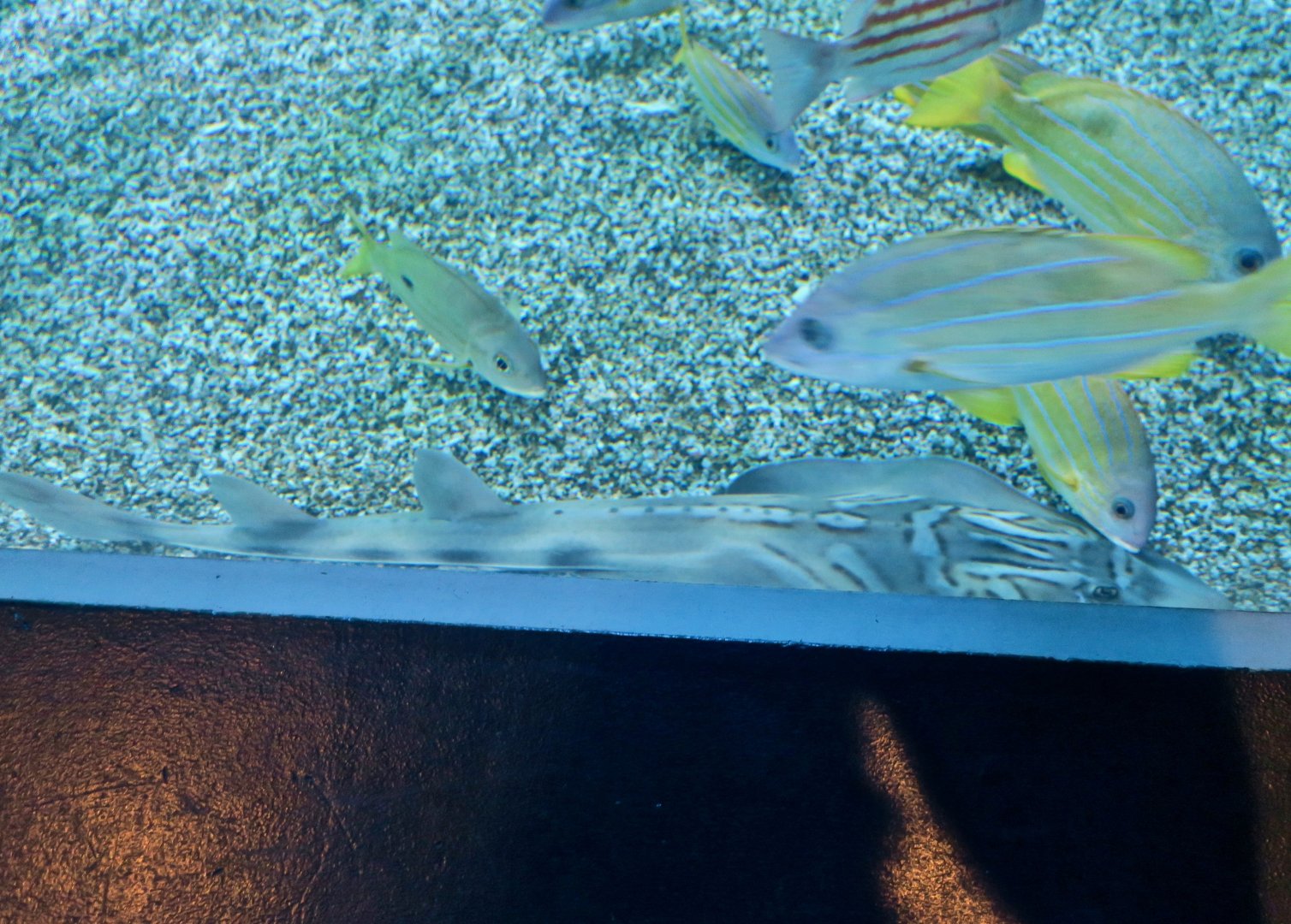 Eastern Fiddler Ray (Trigonorrhina fasciata)