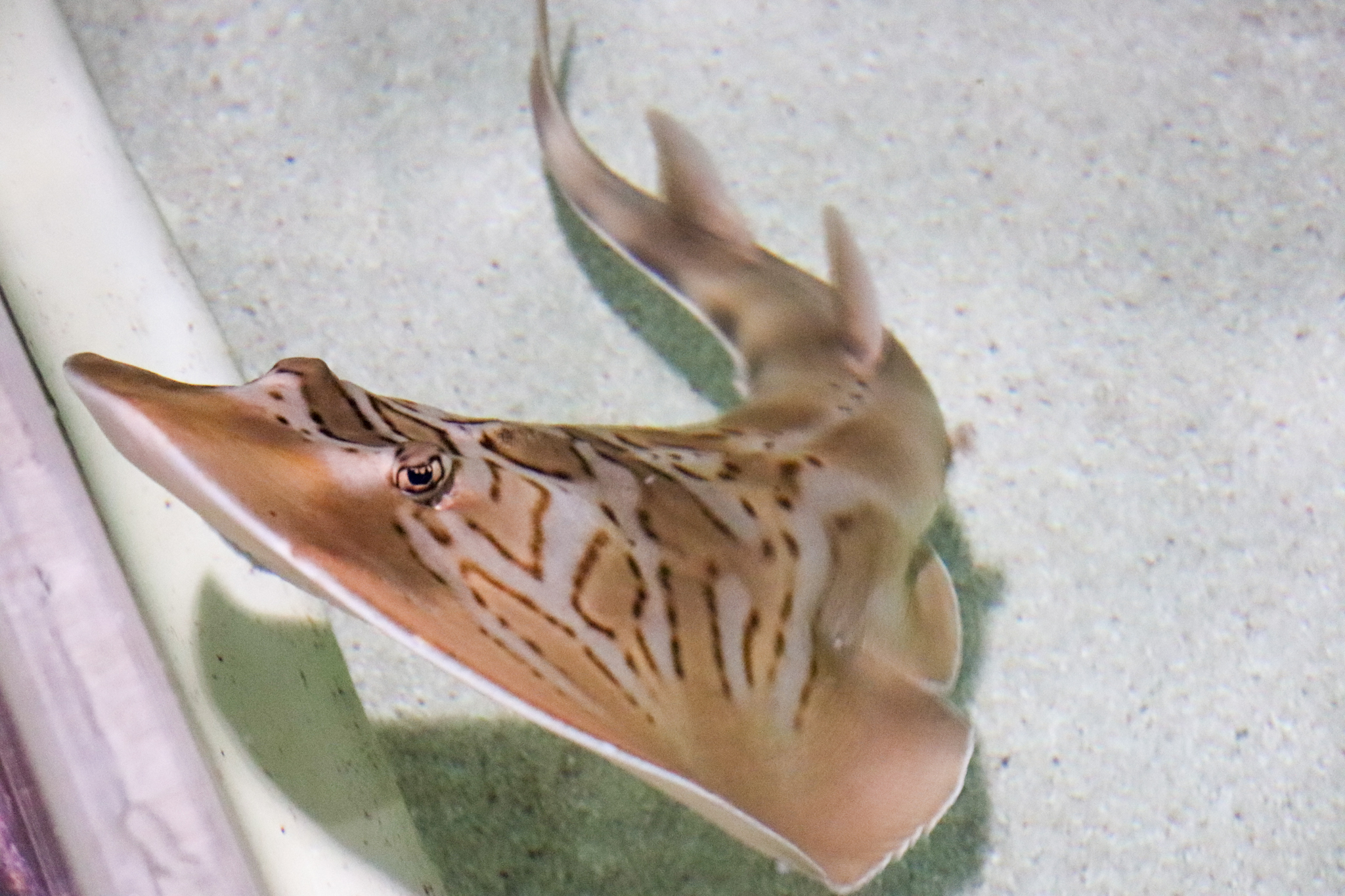 Eastern Fiddler Ray (Trygonorrhina fasciata)