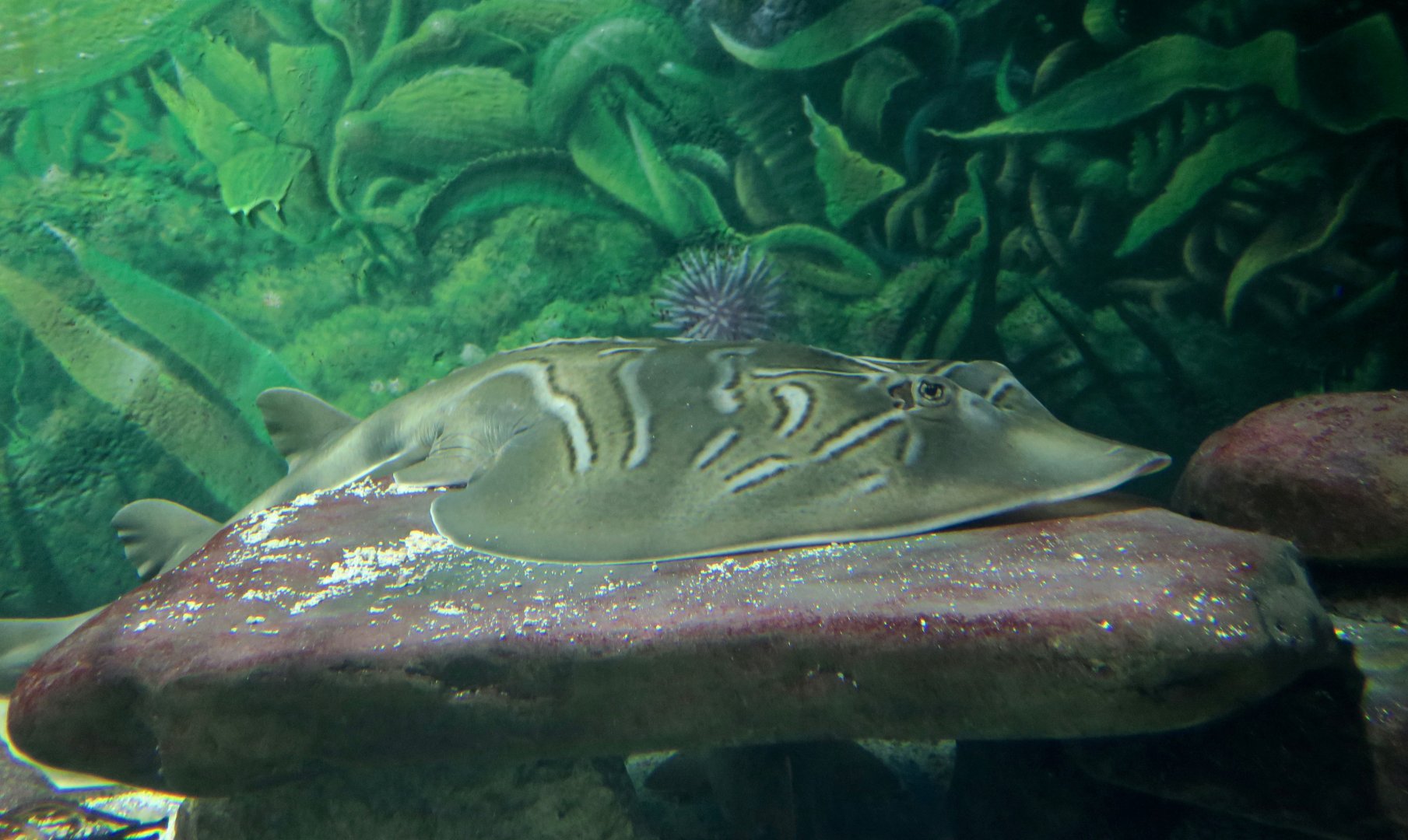 Eastern Fiddler Ray (Trygonorrhina fasciata)