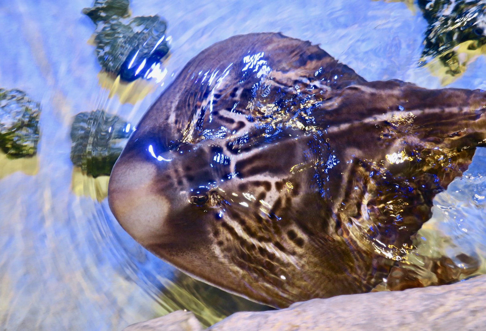 Eastern Fiddler Ray (Trygonorrhina fasciata)
