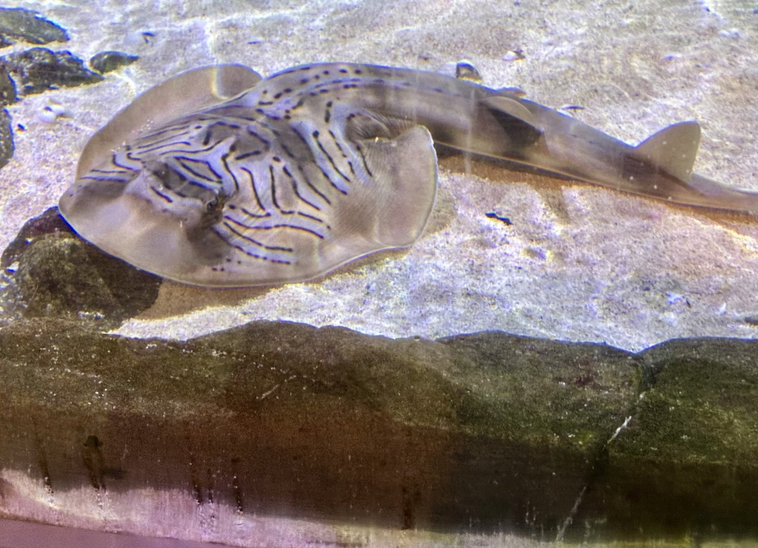 Eastern fiddler ray (Trygonorrhina fasciata)