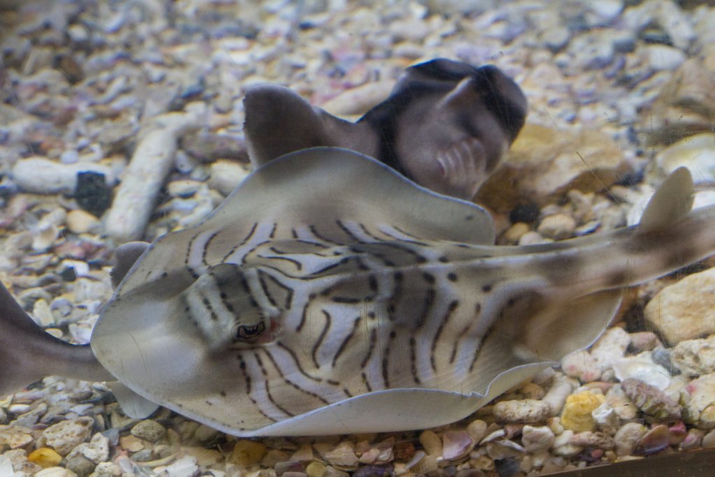 Eastern Fiddler Ray