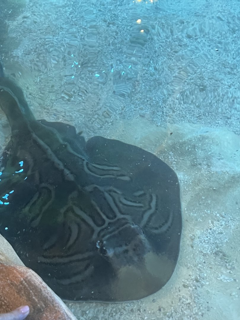 Eastern fiddler ray