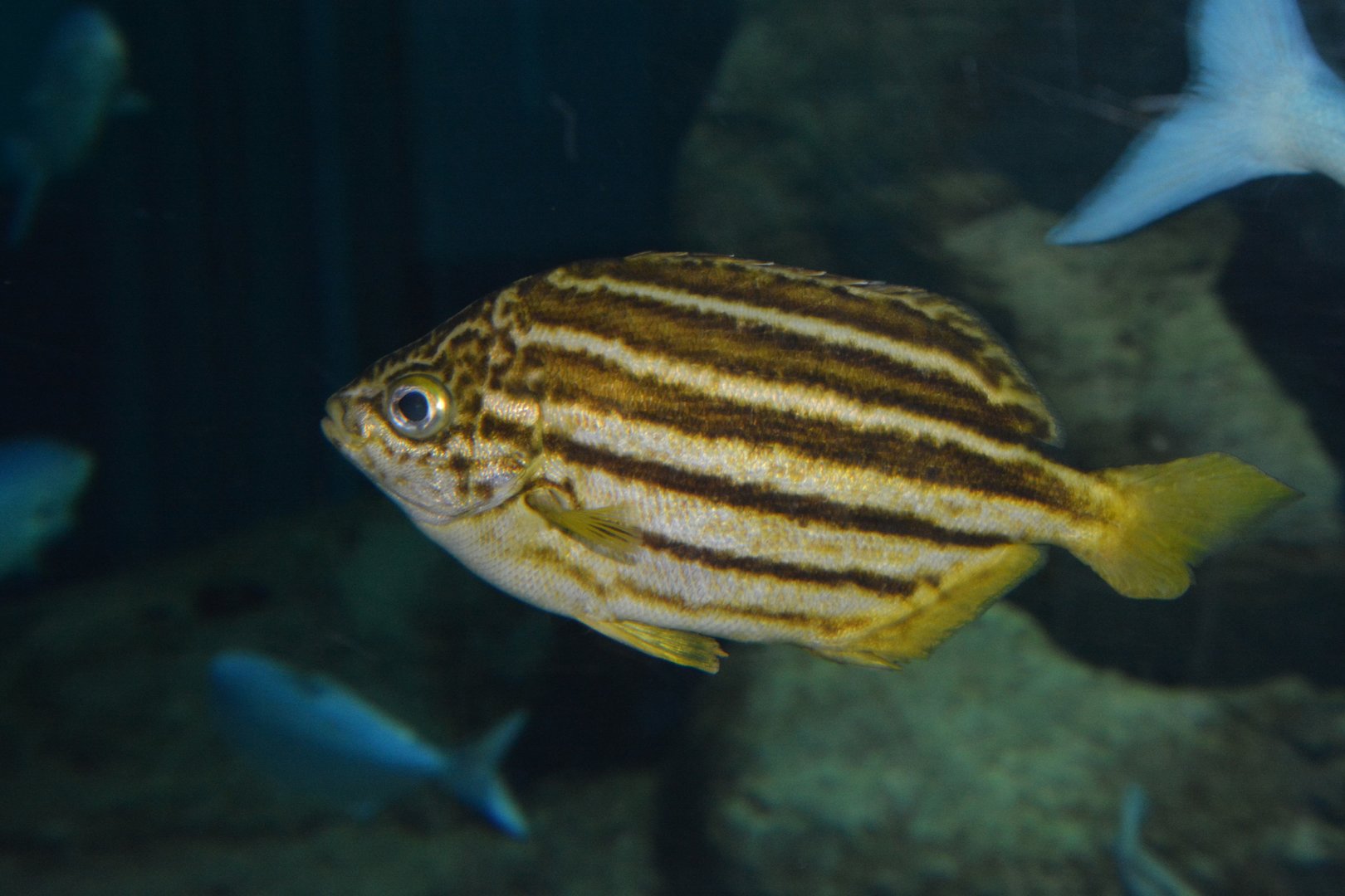 Eastern footballer (Atypichthys latus)