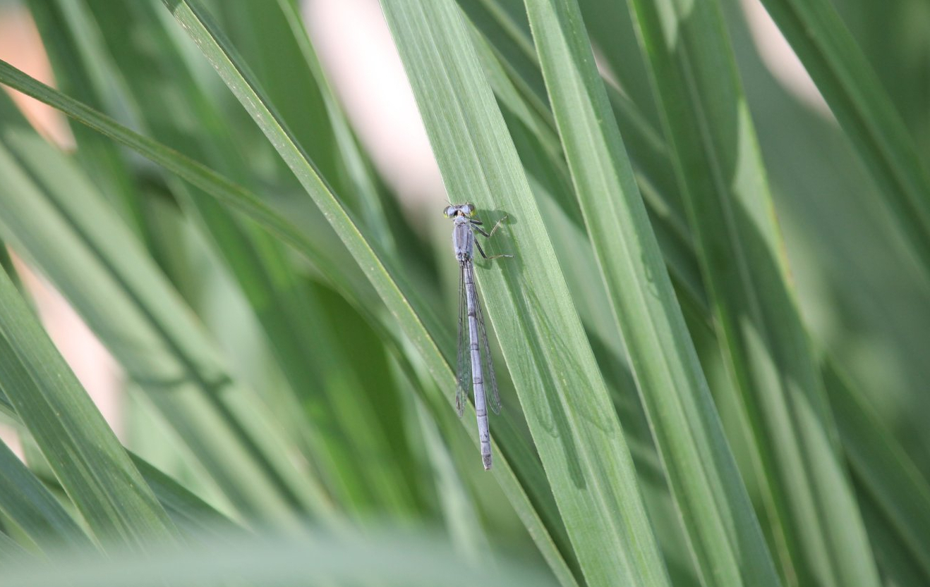 Eastern forktail