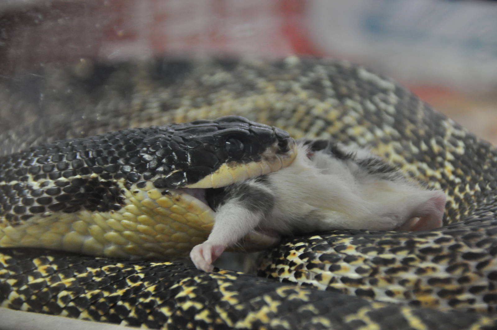 Eastern four-lined ratsnake/ Elaphe quatuorlineata sauromates