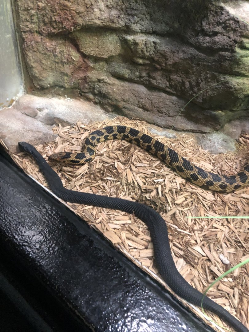 Eastern Fox Snake and Black Milksnake