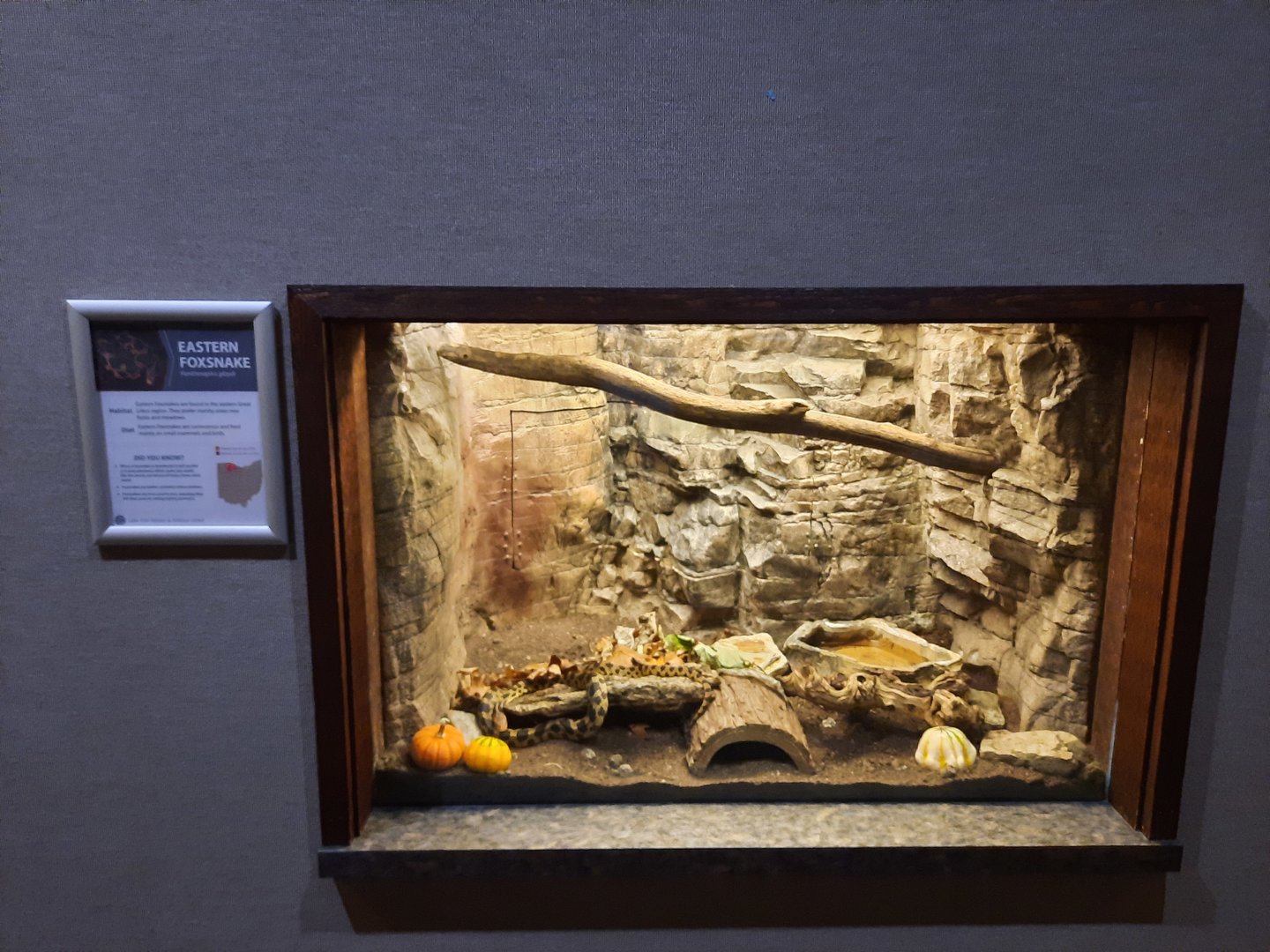 Eastern Fox Snake Exhibit