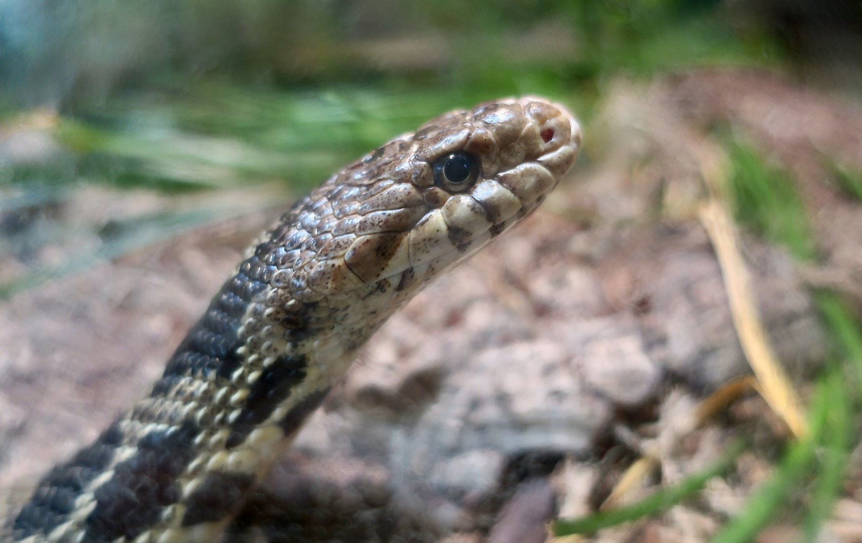 Eastern Fox Snake (Pantherophis vulpinus)