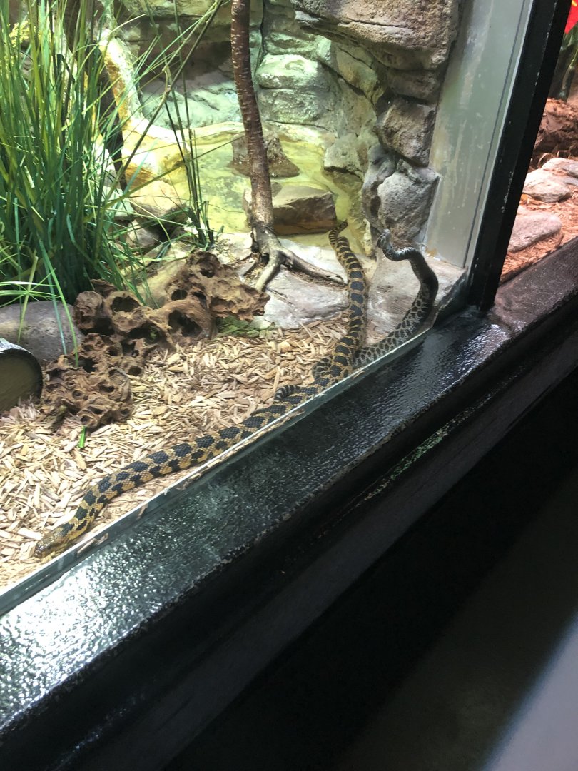 Eastern Fox Snake