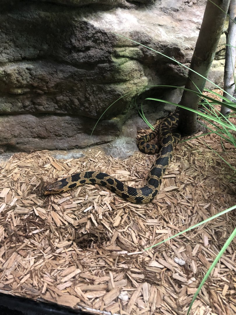 Eastern Fox Snake