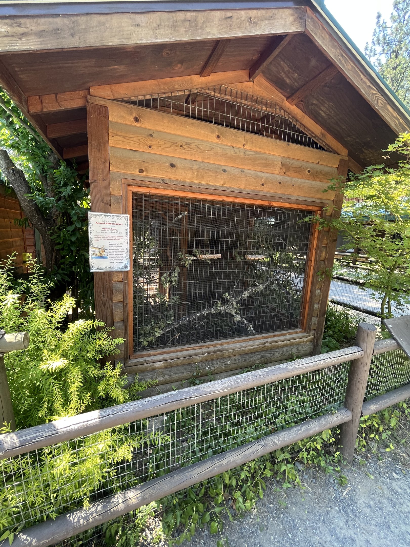 Eastern Fox Squirrel Exhibit
