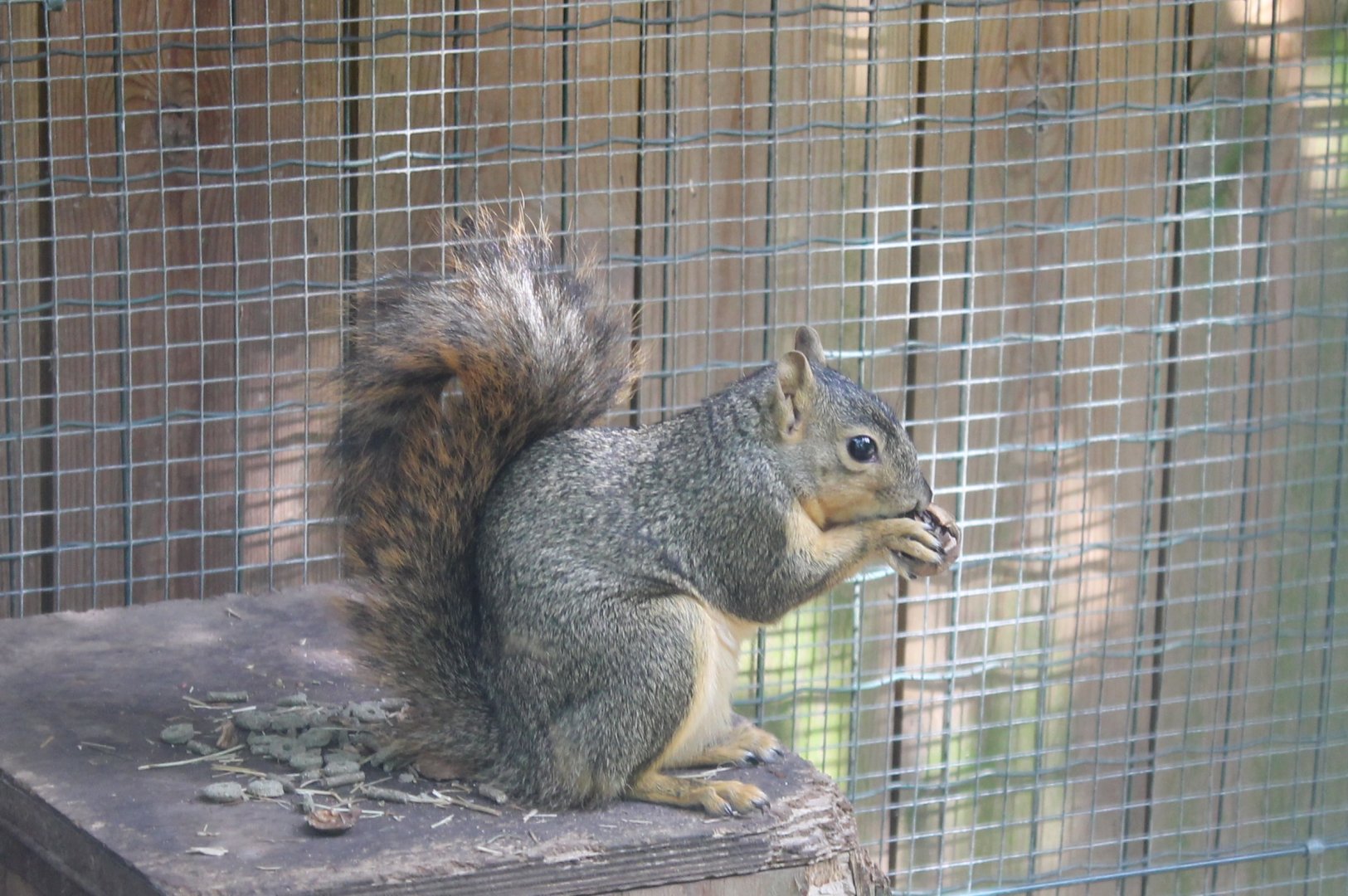 Eastern fox squirrel