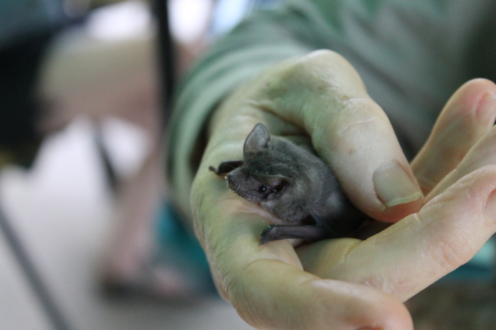 Eastern Free-tailed Bat (Mormopterus ridei)