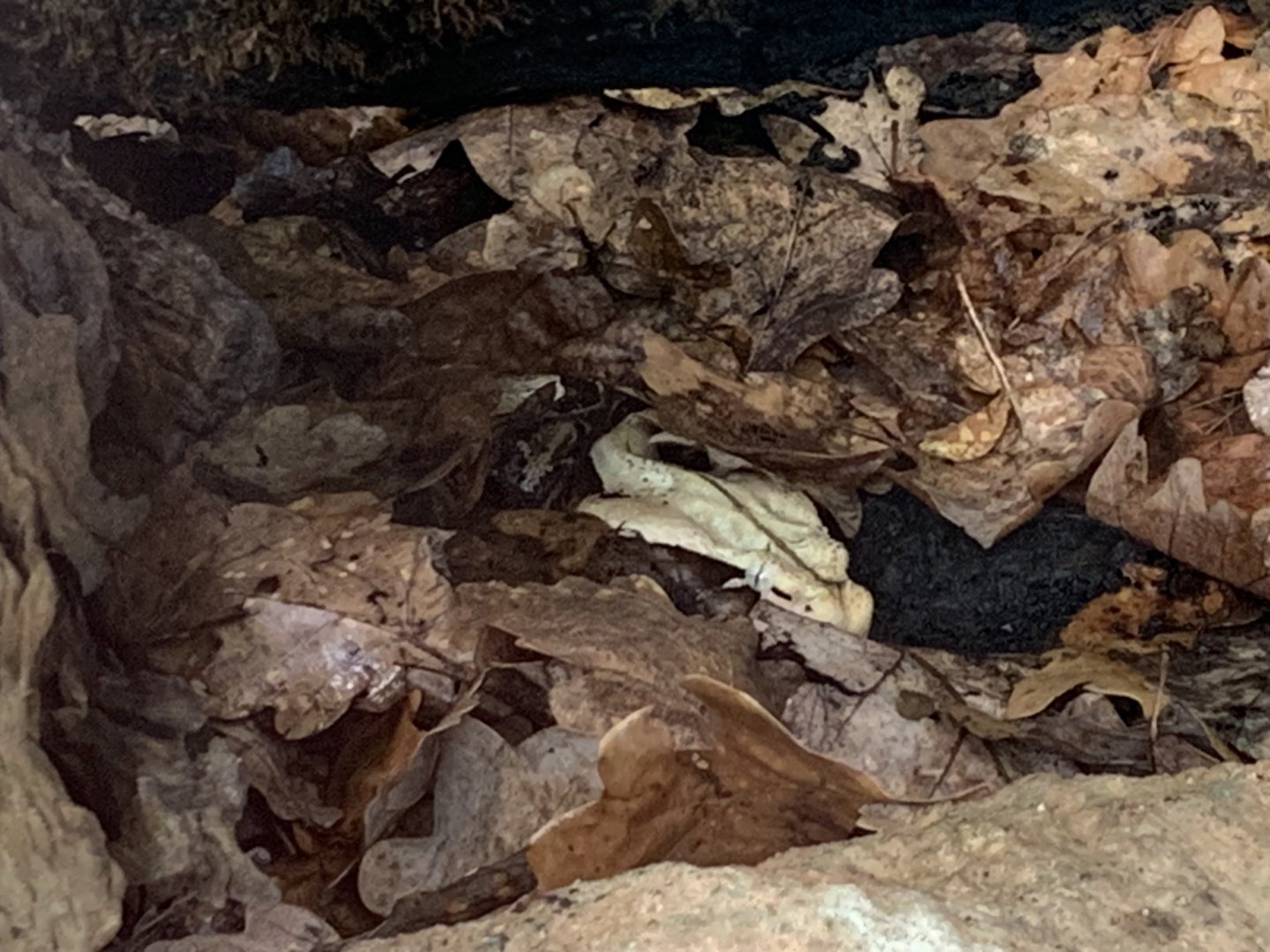 Eastern gaboon viper