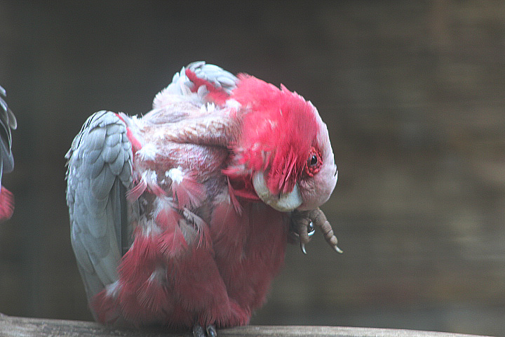 Eastern galah (Eolophus roseicapilla albiceps)