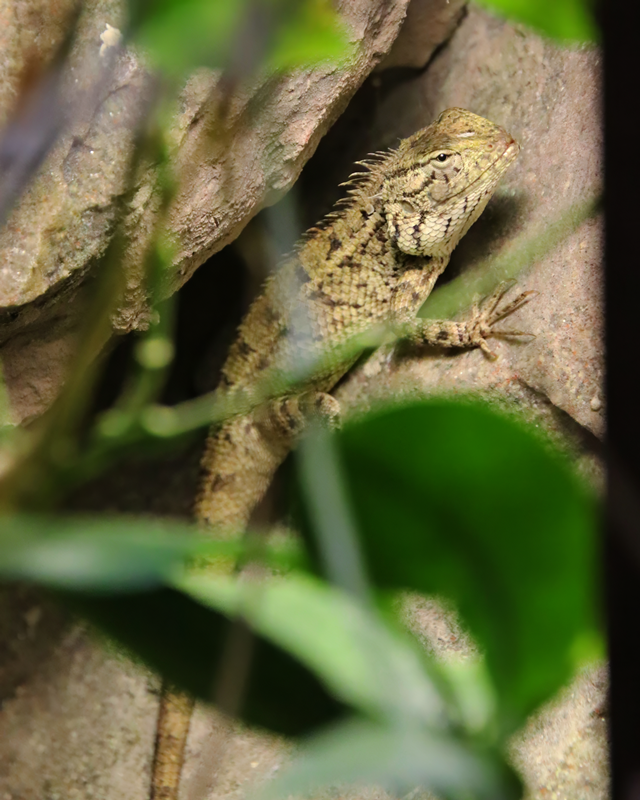 Eastern garden lizard (Calotes versicolor)