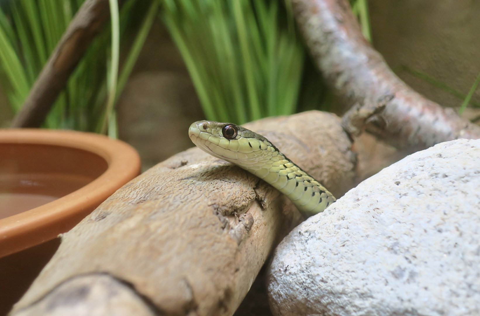 Eastern Garter Snake (Thamnophis sirtalis sirtalis) - Cold Spring Harbor Fish Hatchery & Aquarium