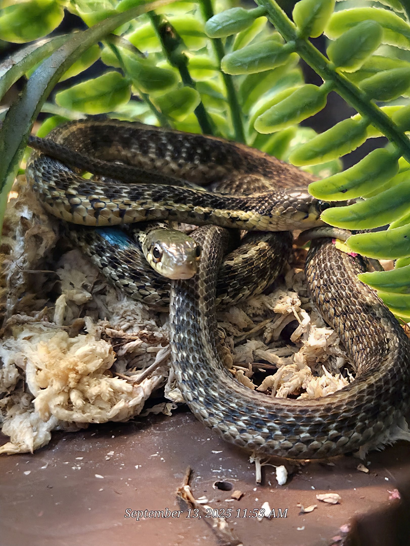 Eastern Garter Snake - Western North Carolina Nature Center