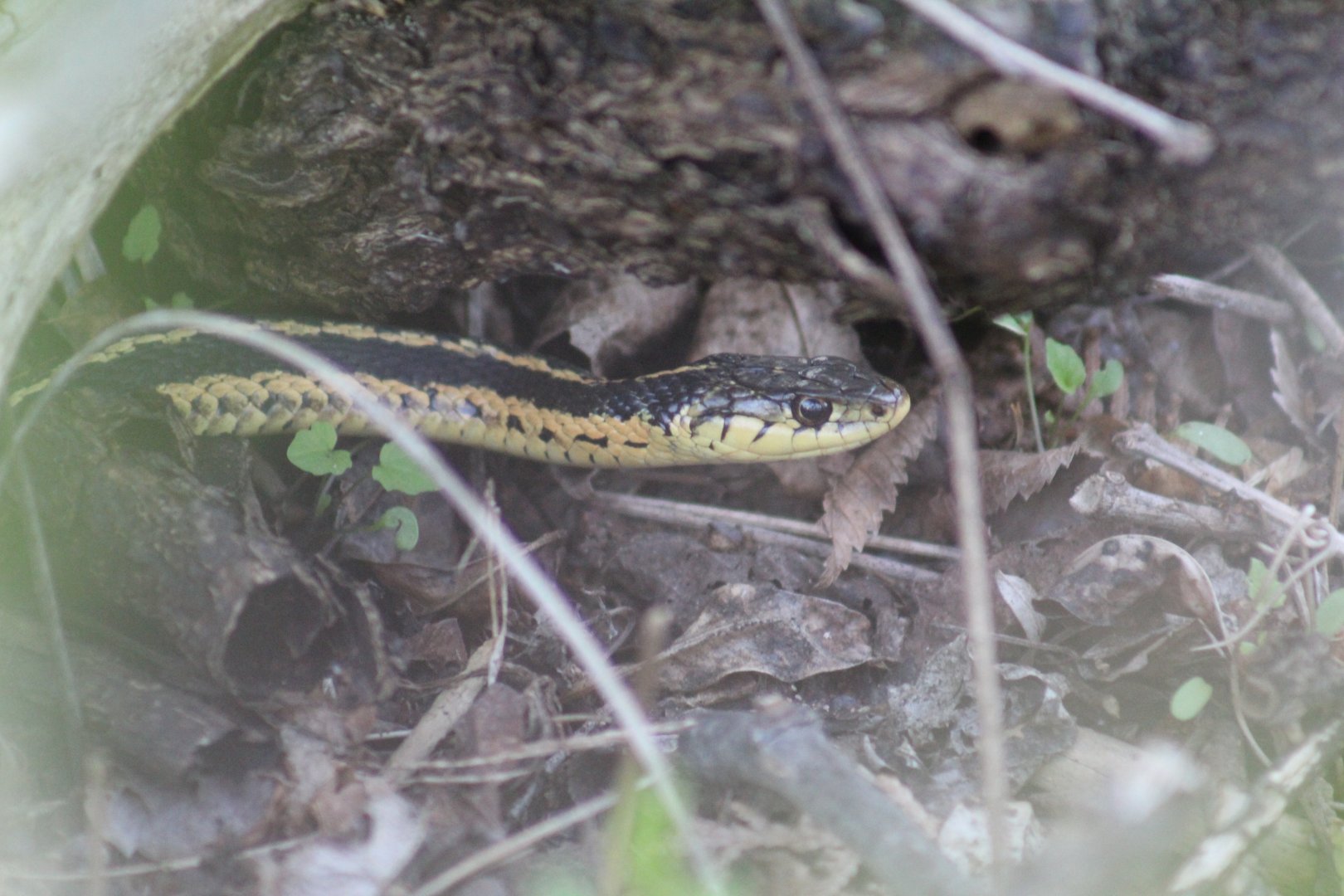 Eastern Garter Snake