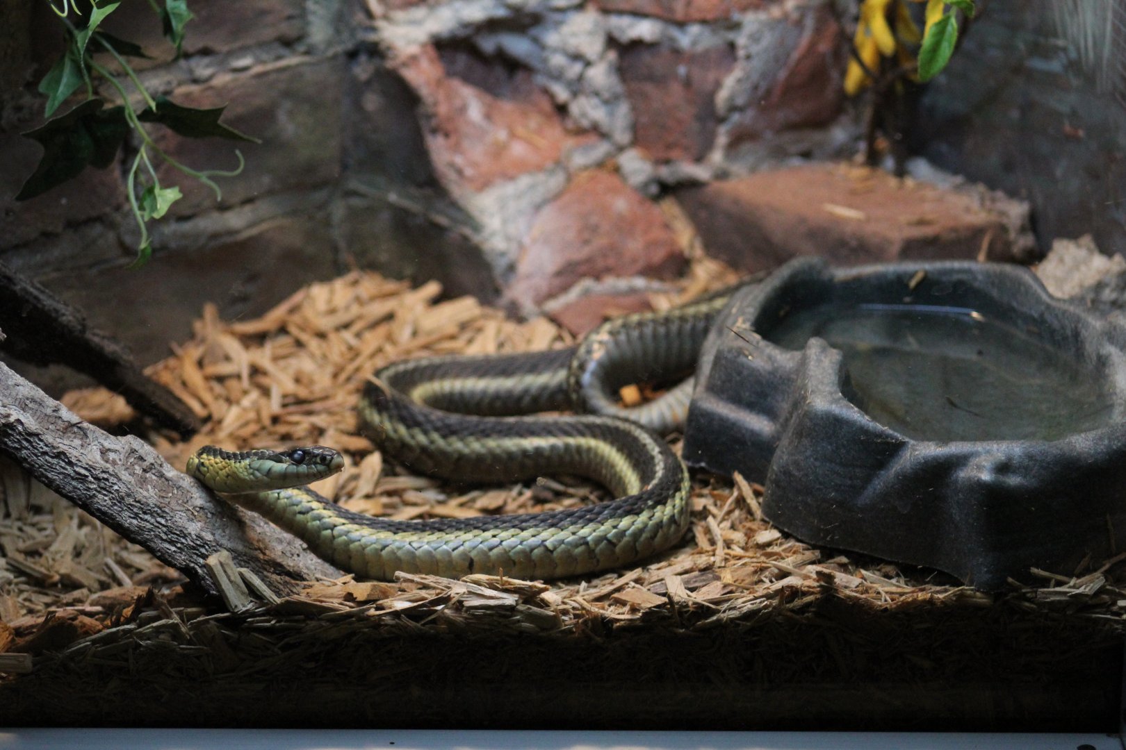 Eastern Garter Snake