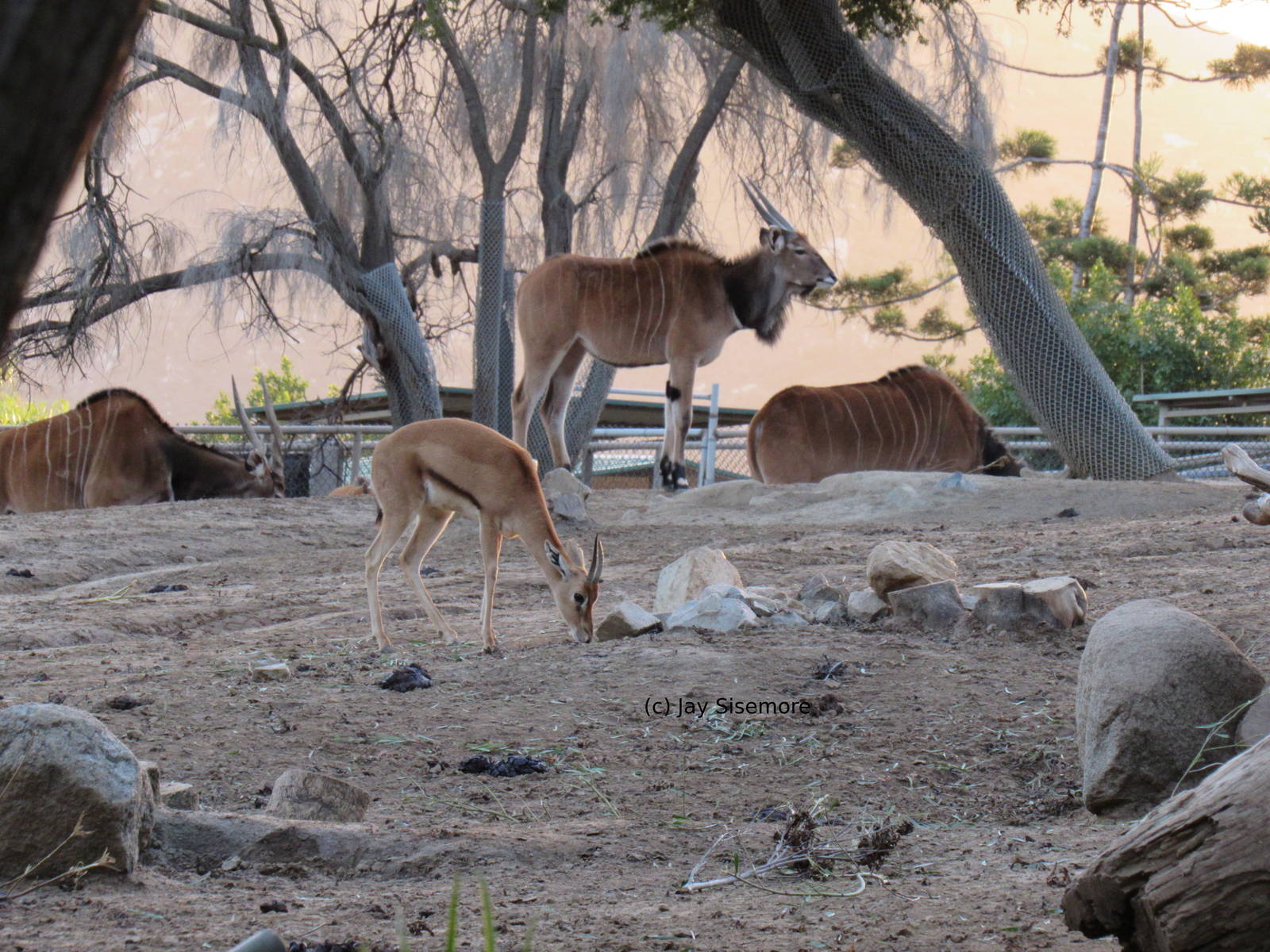 Eastern Giant Eland and Sudan Red-Fronted Gazelle