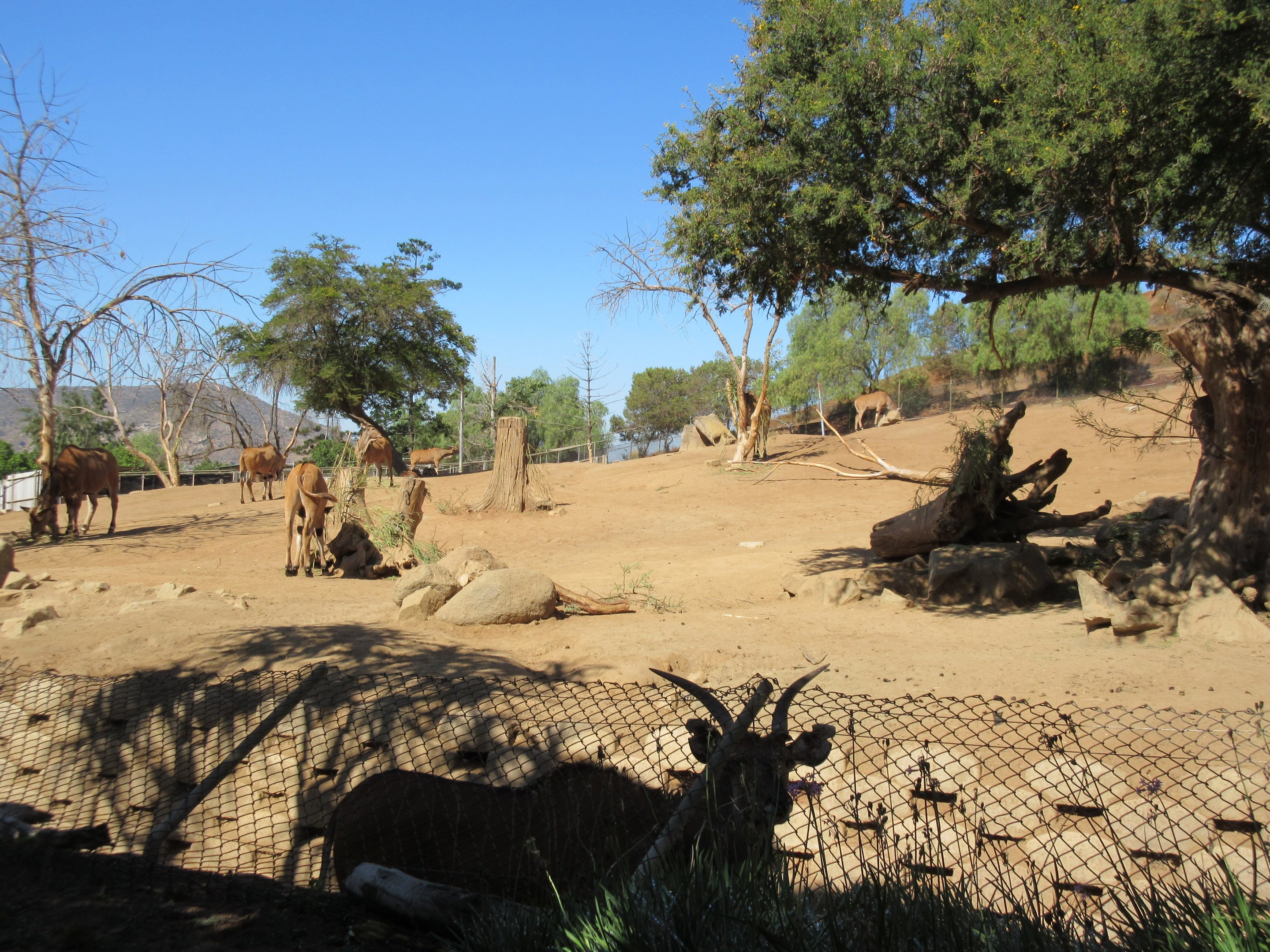 Eastern Giant Eland Exhibit (almost 20 of them!)