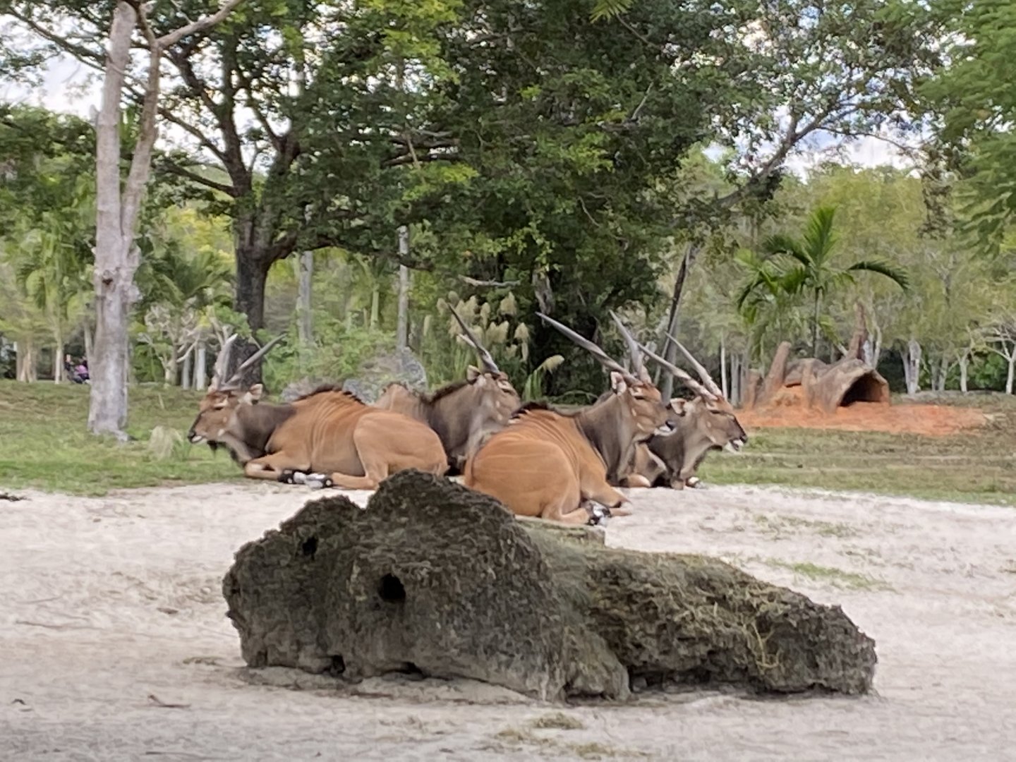 Eastern Giant Eland Group