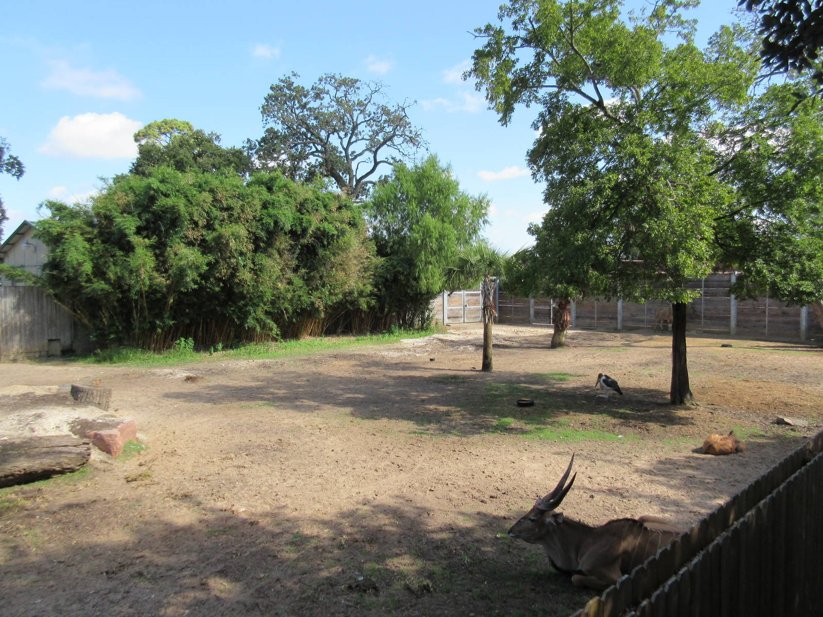 Eastern Giant Eland/Marabou Stork Exhibit