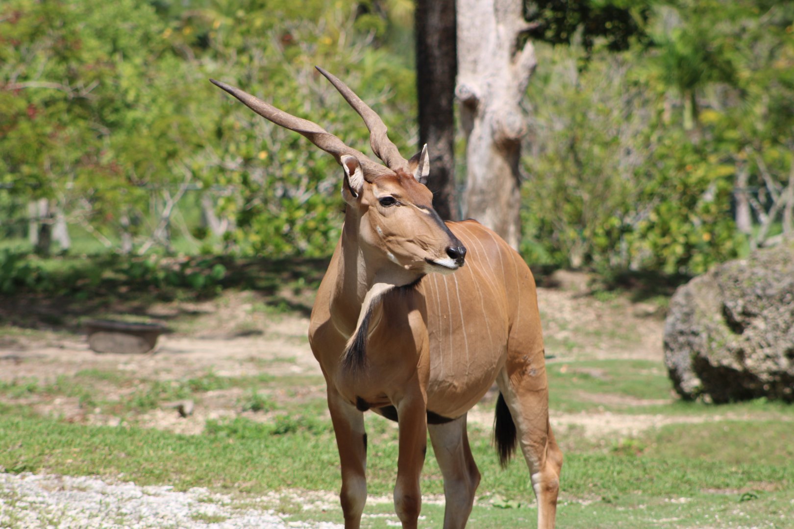 Eastern Giant Eland (T. d. gigas)