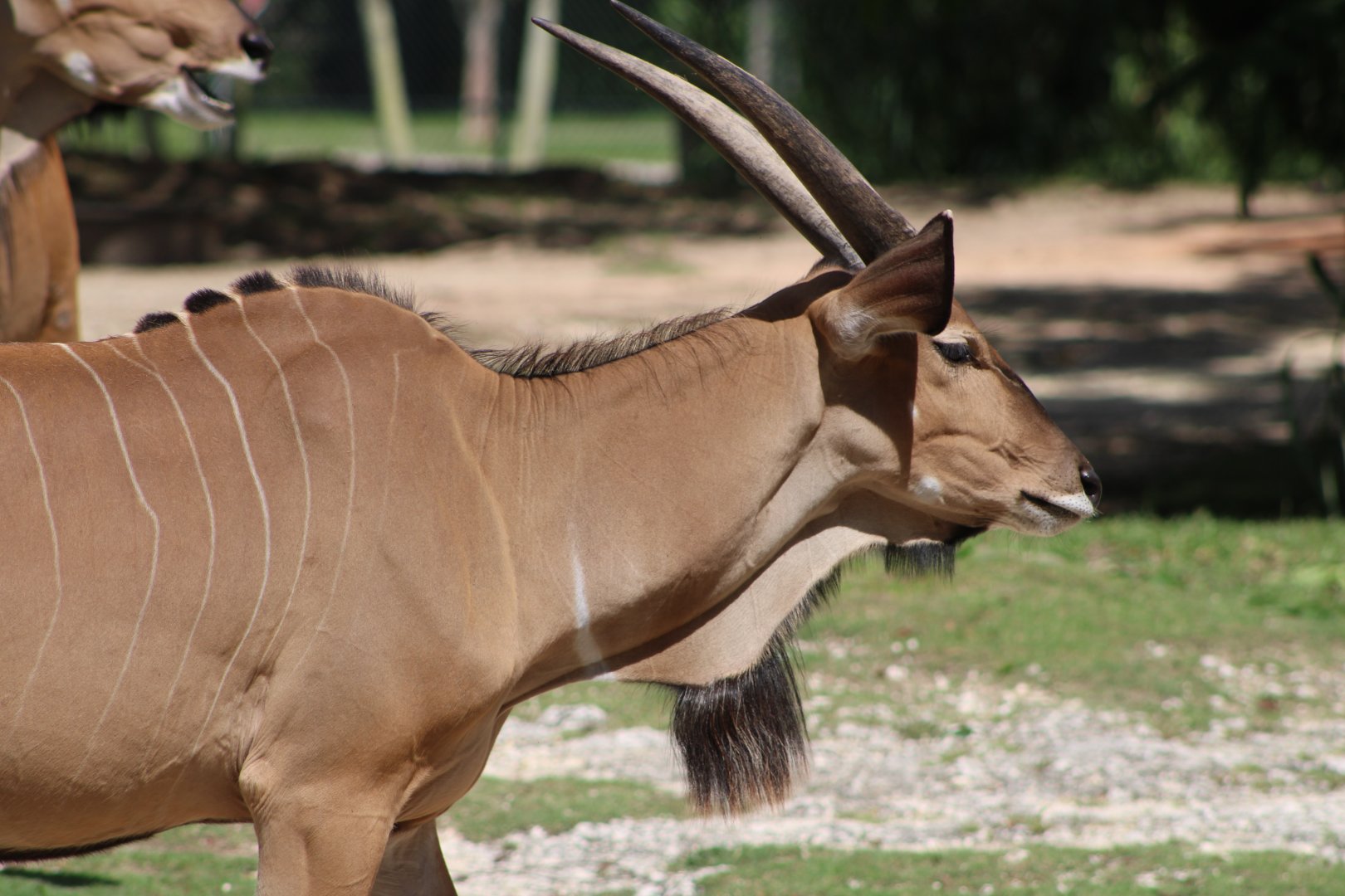 Eastern Giant Eland (T. d. gigas)