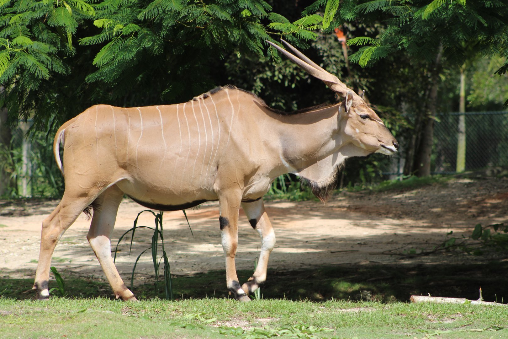 Eastern Giant Eland (T. d. gigas)