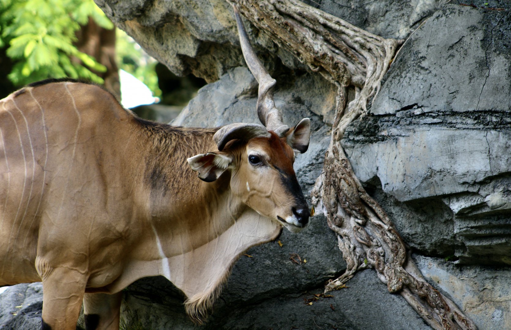 Eastern Giant Eland (Taurotragus derbianus gigas) male