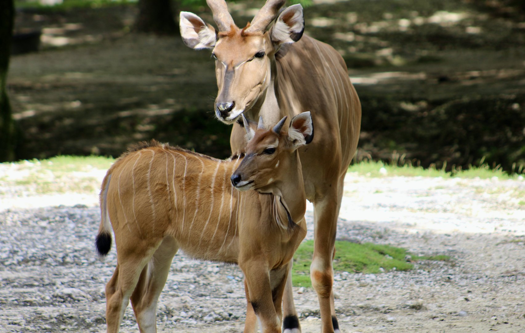 Eastern Giant Eland (Taurotragus derbianus gigas) young