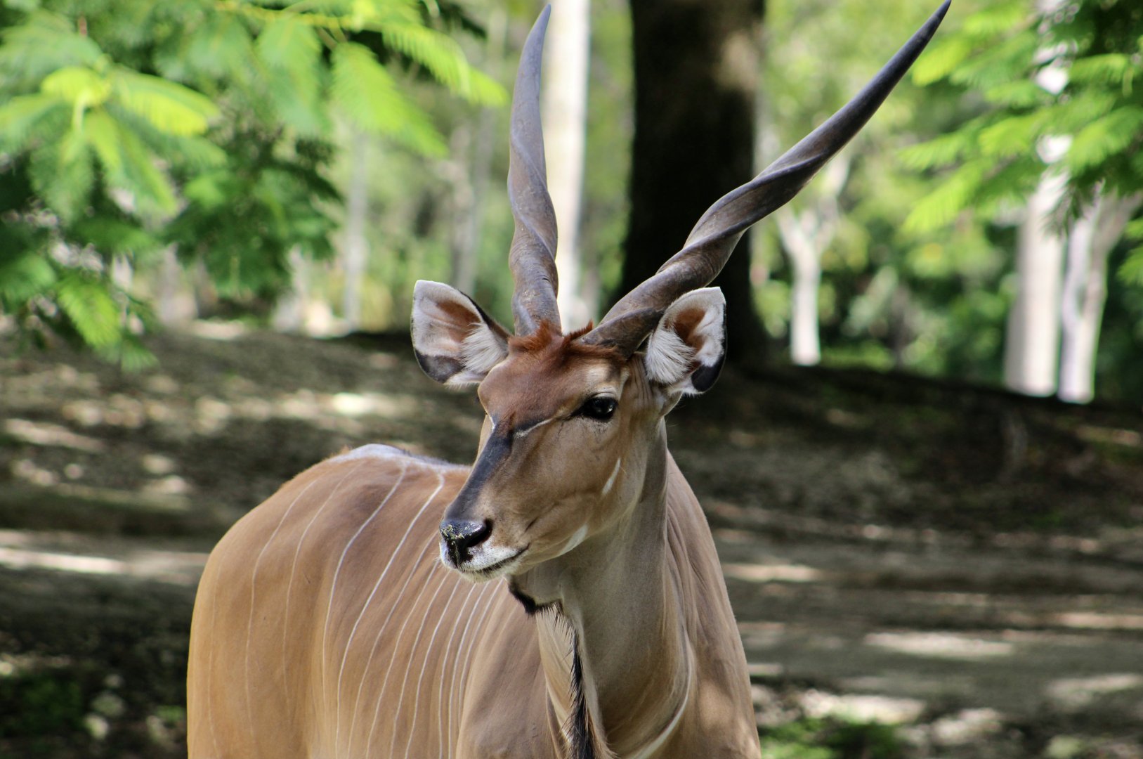 Eastern Giant Eland (Taurotragus derbianus gigas)