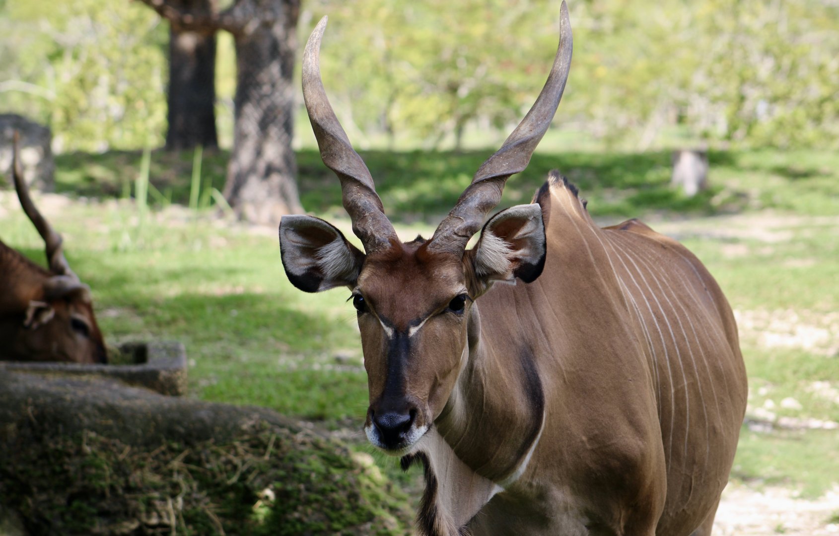 Eastern Giant Eland (Taurotragus derbianus gigas)