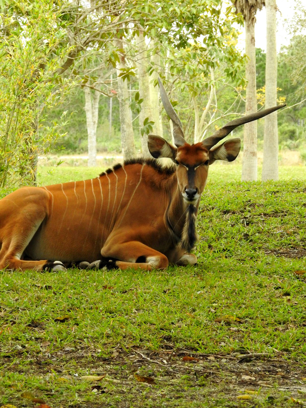 Eastern Giant Eland