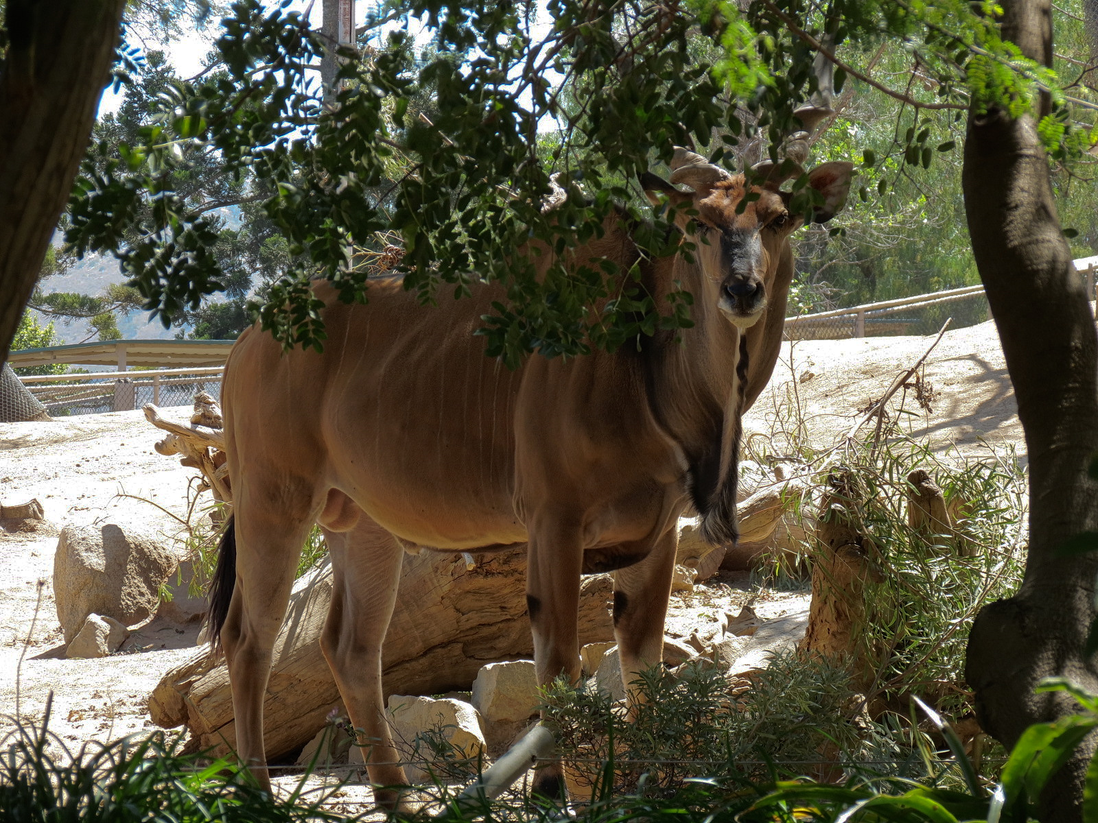 Eastern Giant Eland