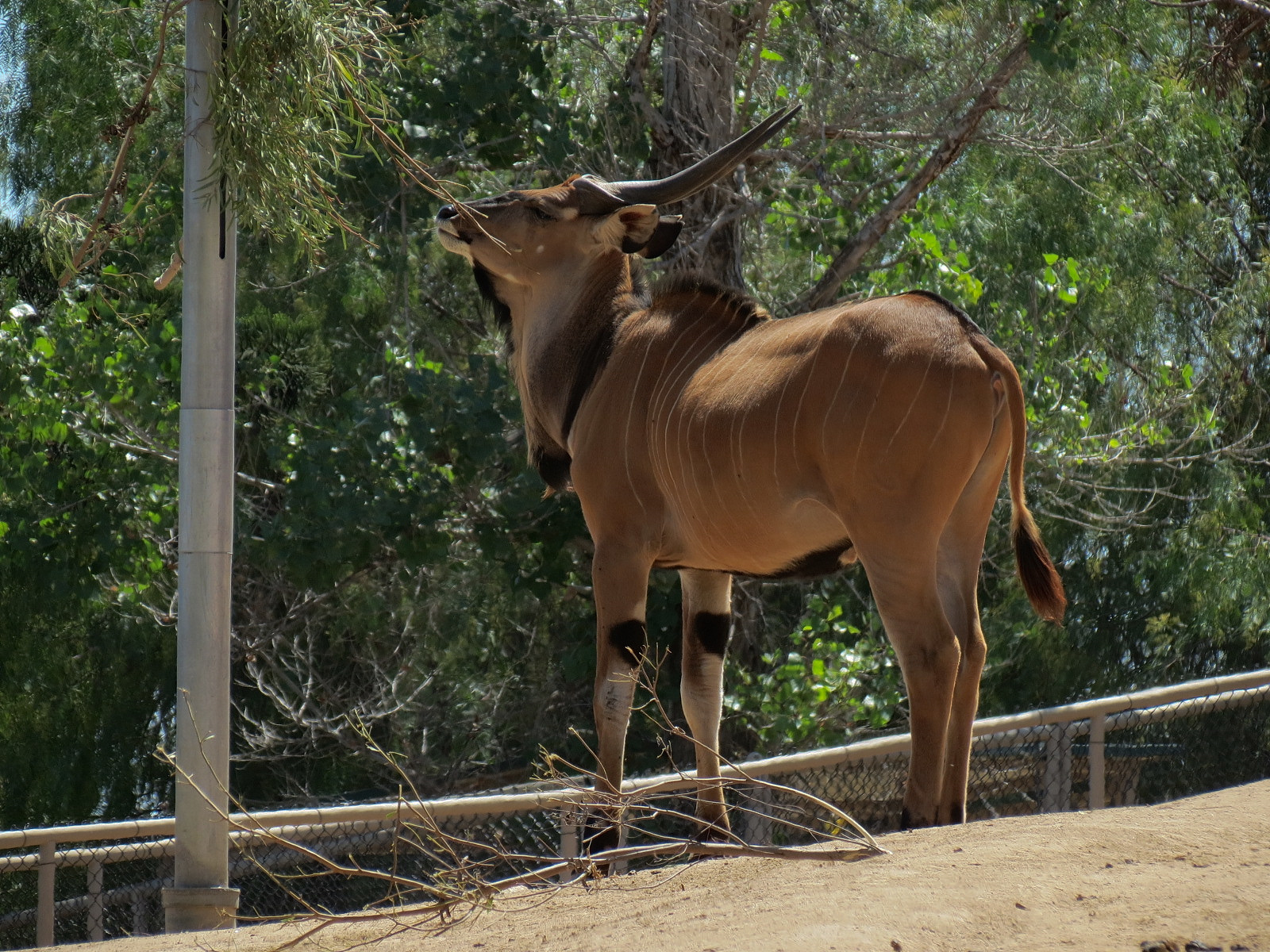 Eastern Giant Eland