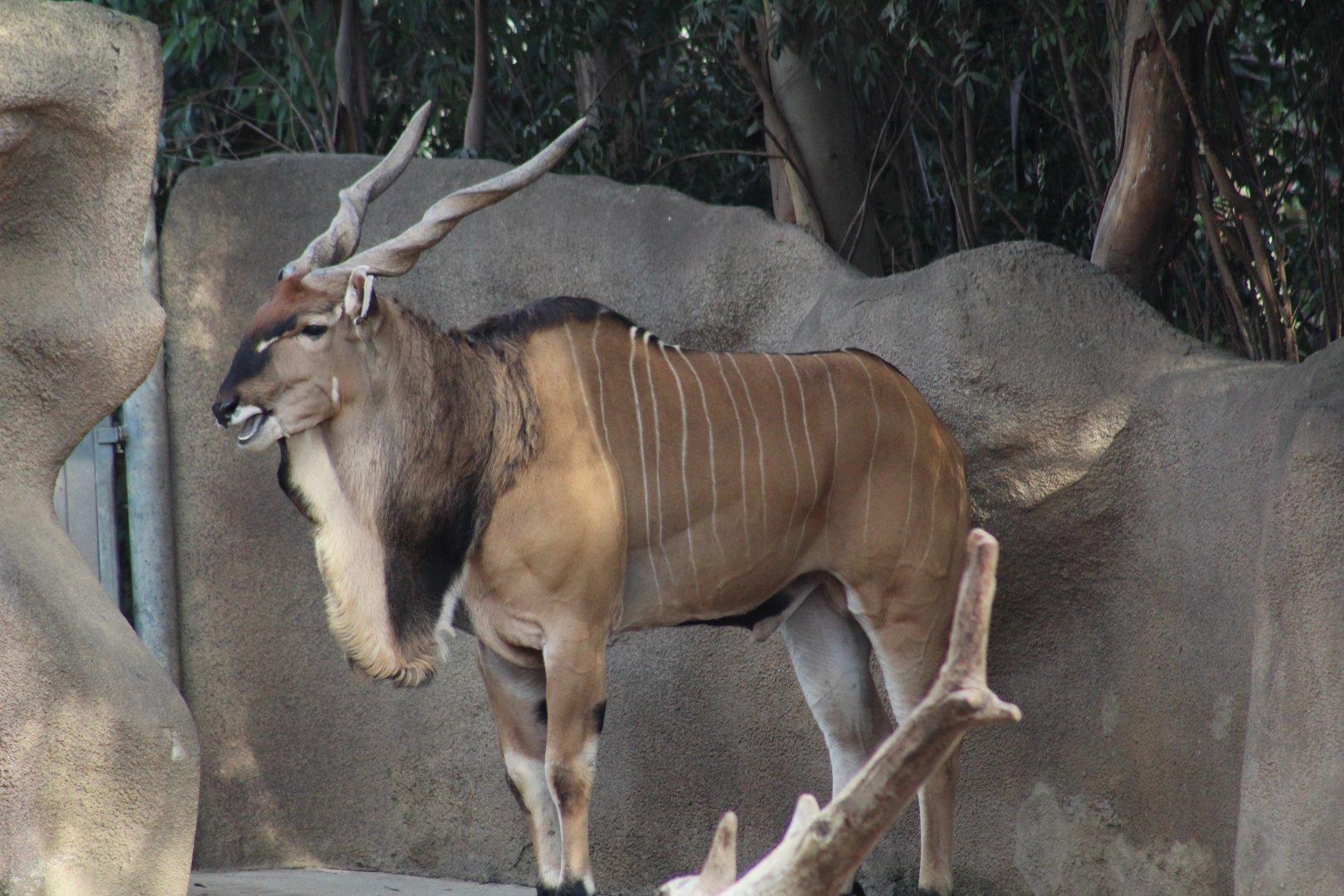 Eastern Giant Eland